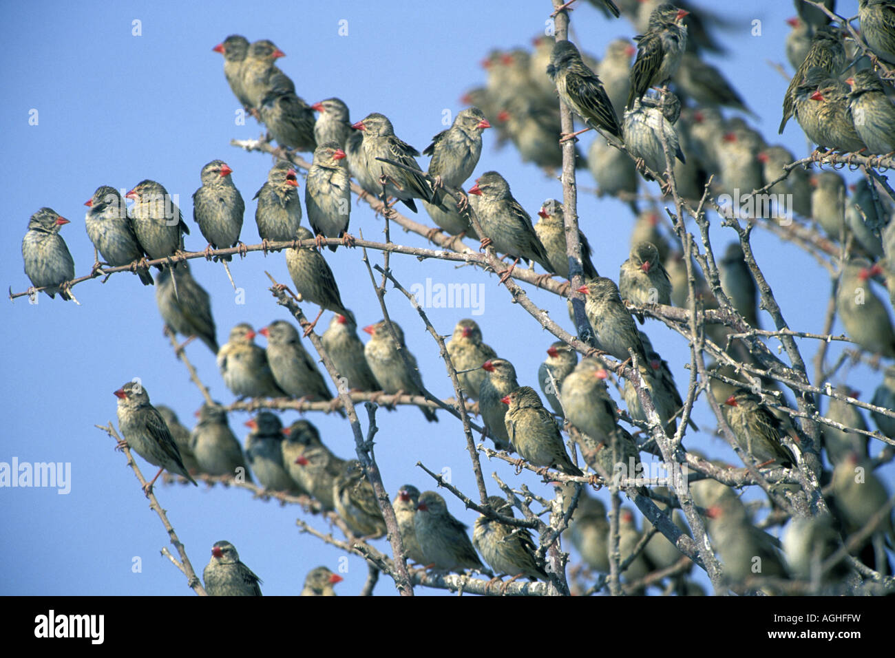 Quéléa à Bec Rouge Quelea Quelea Nuée Doiseaux De La