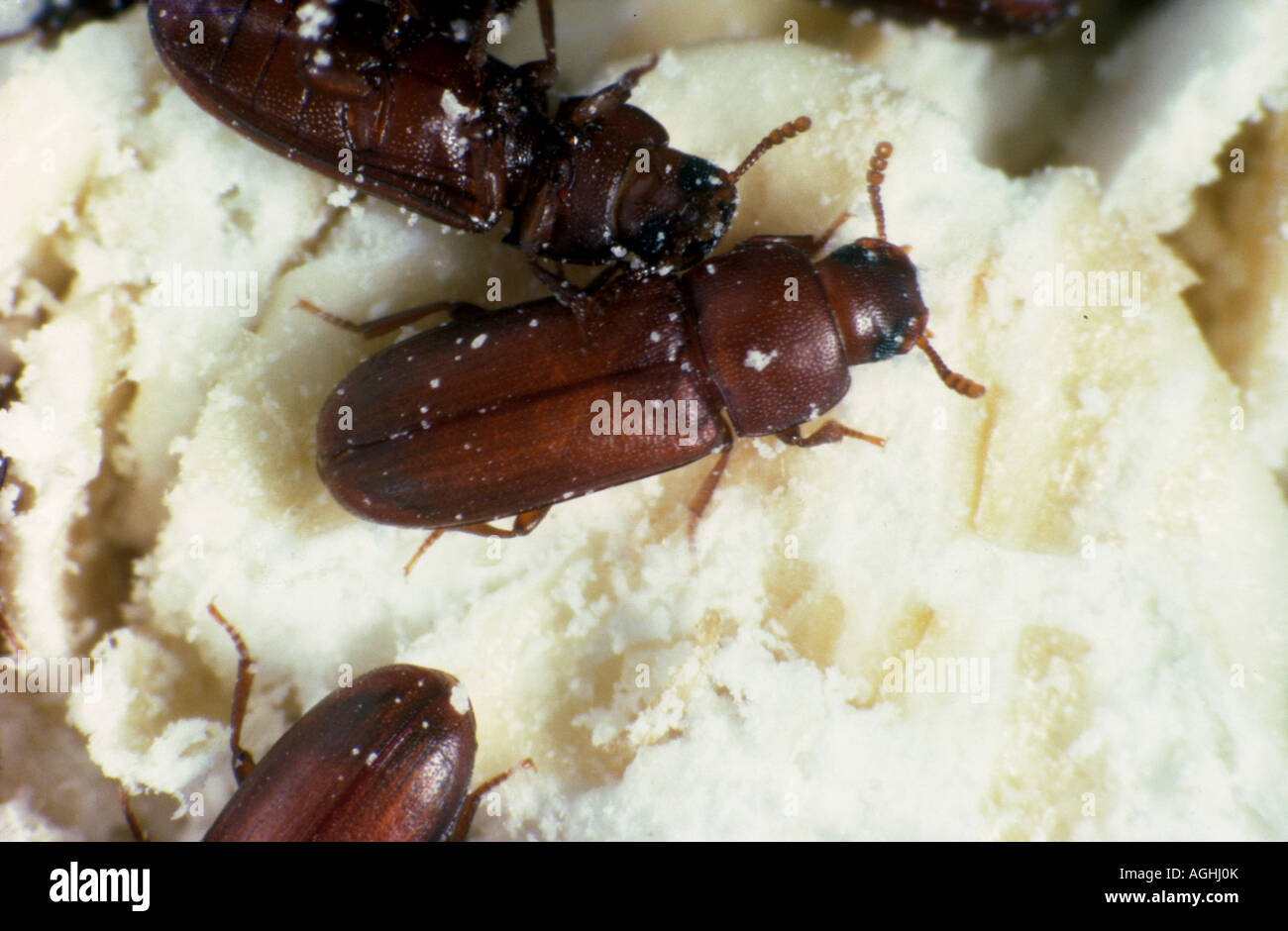 Rust tribolium rouge de la farine Tribolium castaneum ravageur de — free download