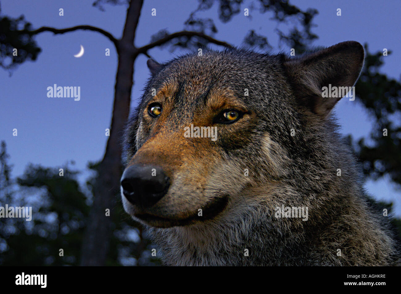 Wolf (alfa) mâle sur watch, Kolmården Wildlife Park, Suède Banque D'Images