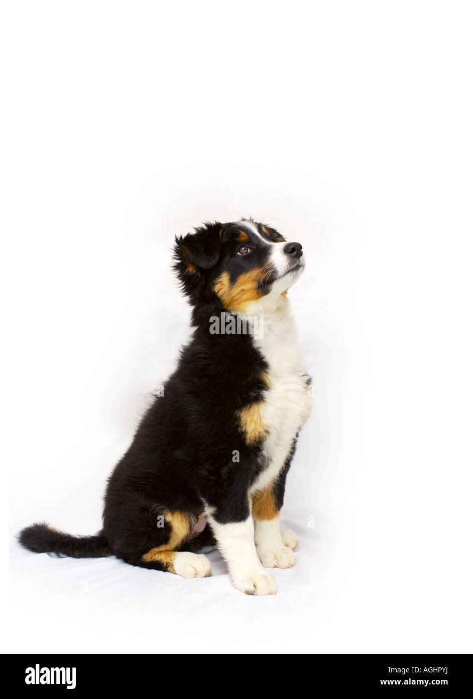 Collie puppy on white Banque D'Images