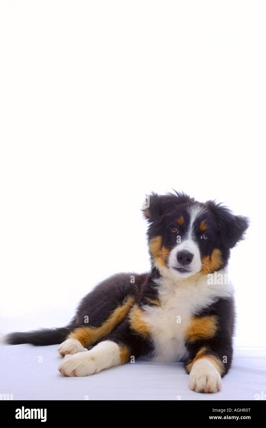 Portrait d'un jeune chien croix entre un Border Collie et un Bouvier Bernois  Photo Stock - Alamy
