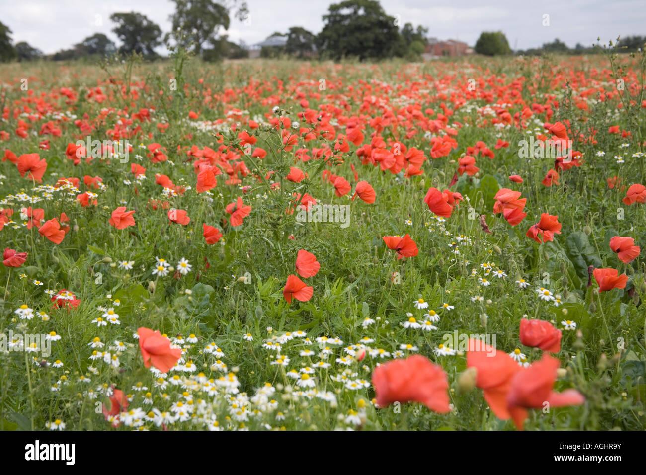 SHROPSHIRE ELLESMERE UK Septembre coquelicots et marguerites poussant dans un champ Banque D'Images