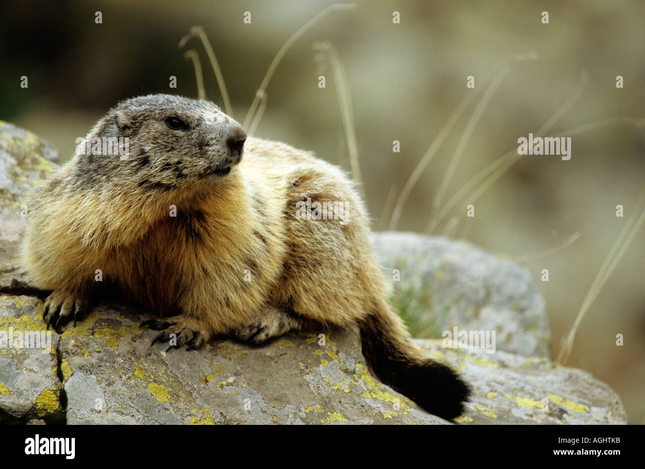 Marmotte des Alpes Marmota marmota Banque D'Images