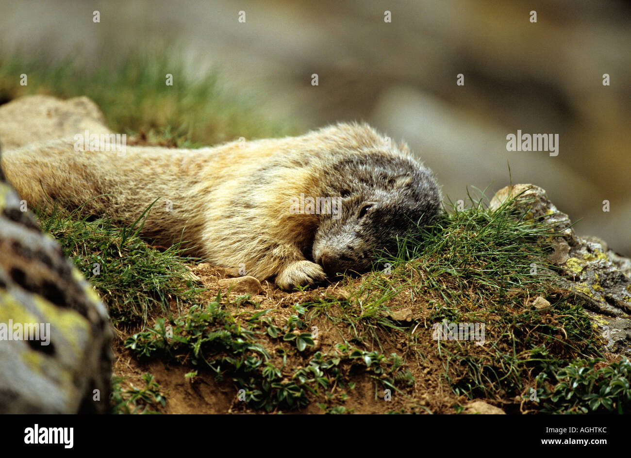 Marmotte des Alpes Marmota marmota Banque D'Images