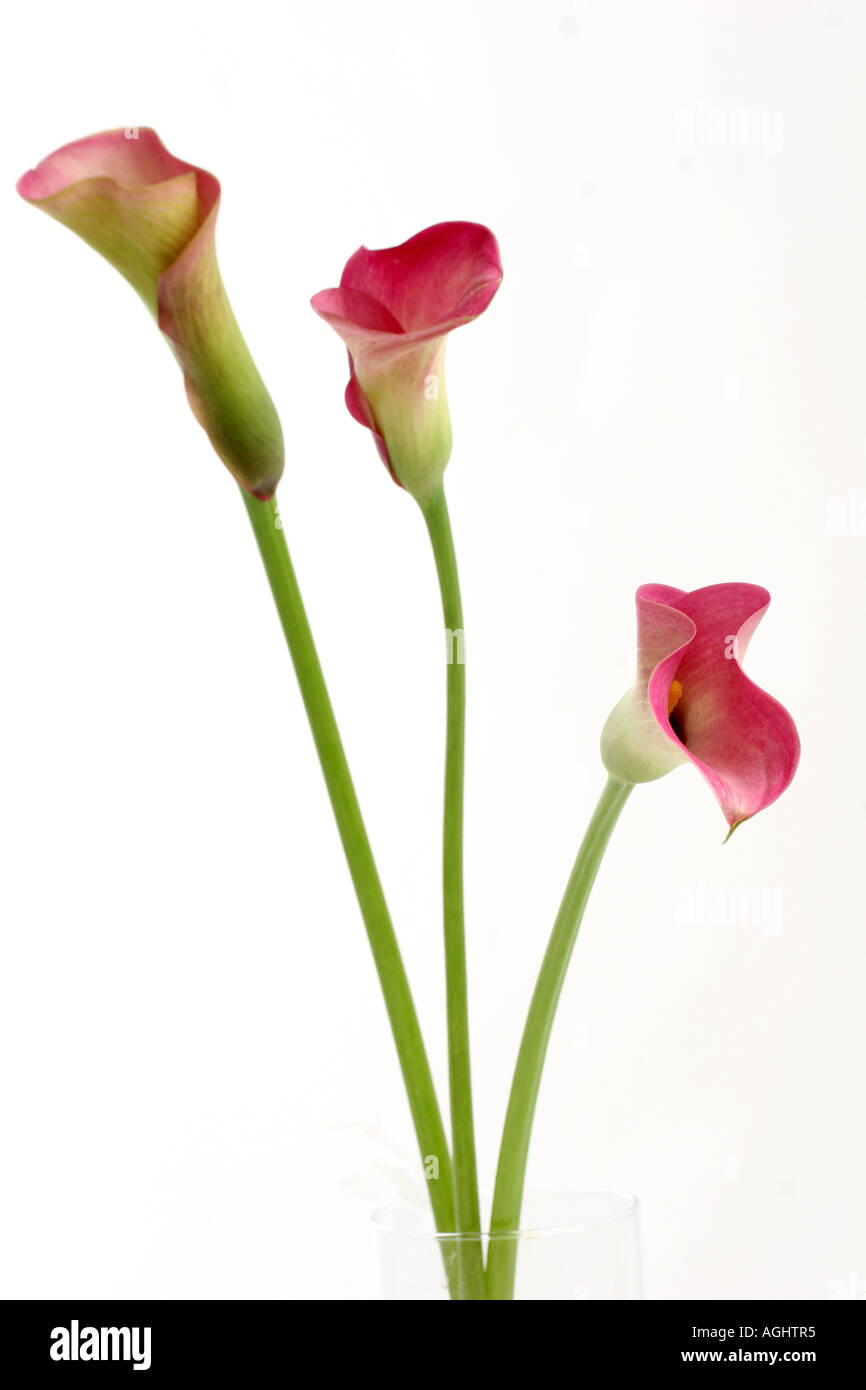 CALLA LILY ZANTEDESCHIA Banque D'Images