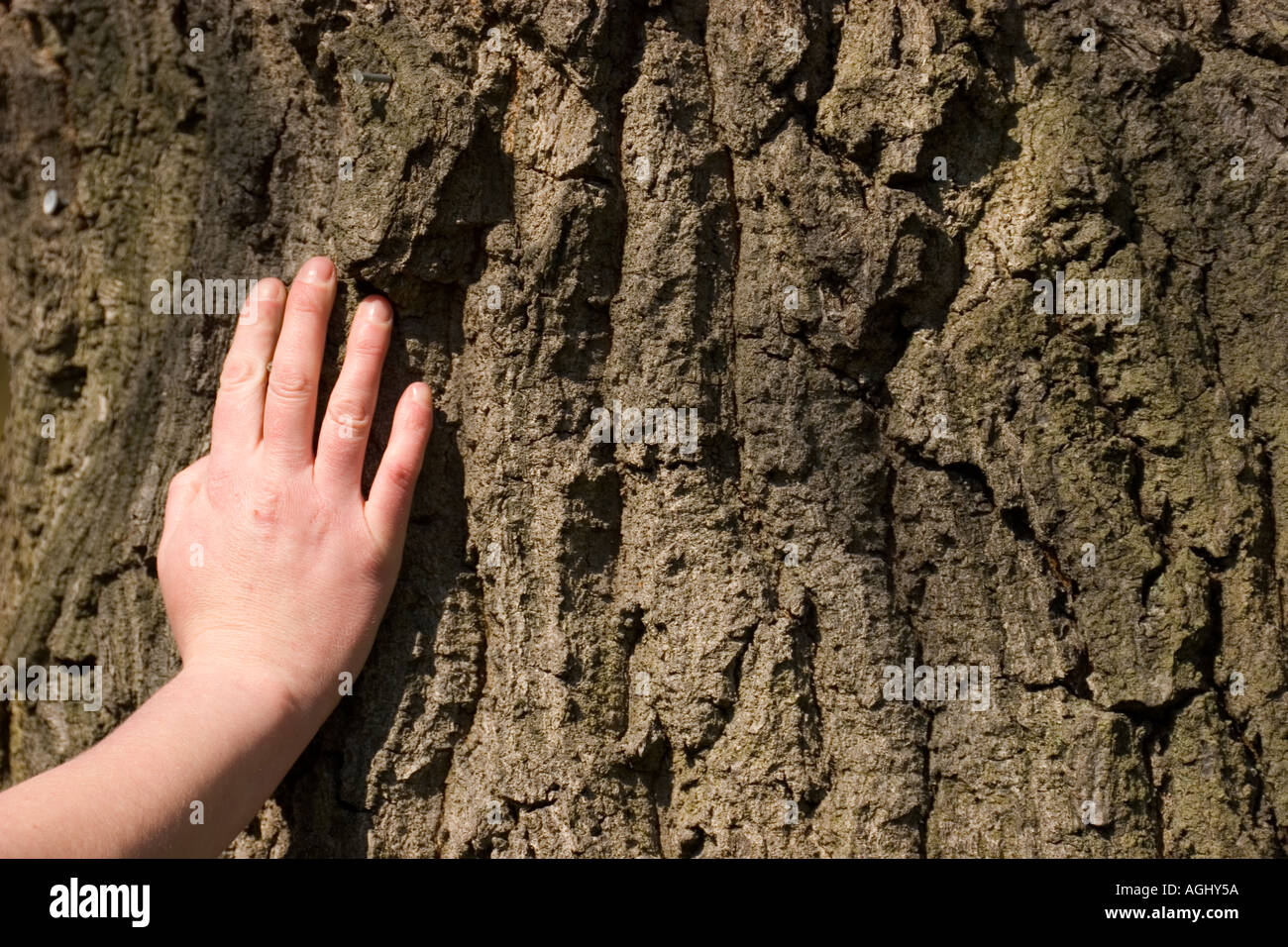 arbre hugger Banque D'Images