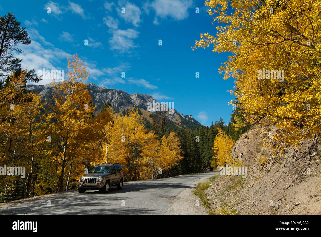 Couleurs d'automne à vide, de trembles, près de la station de ski de Mount Norquay Banff National Park Alberta Rockies Canada Banque D'Images