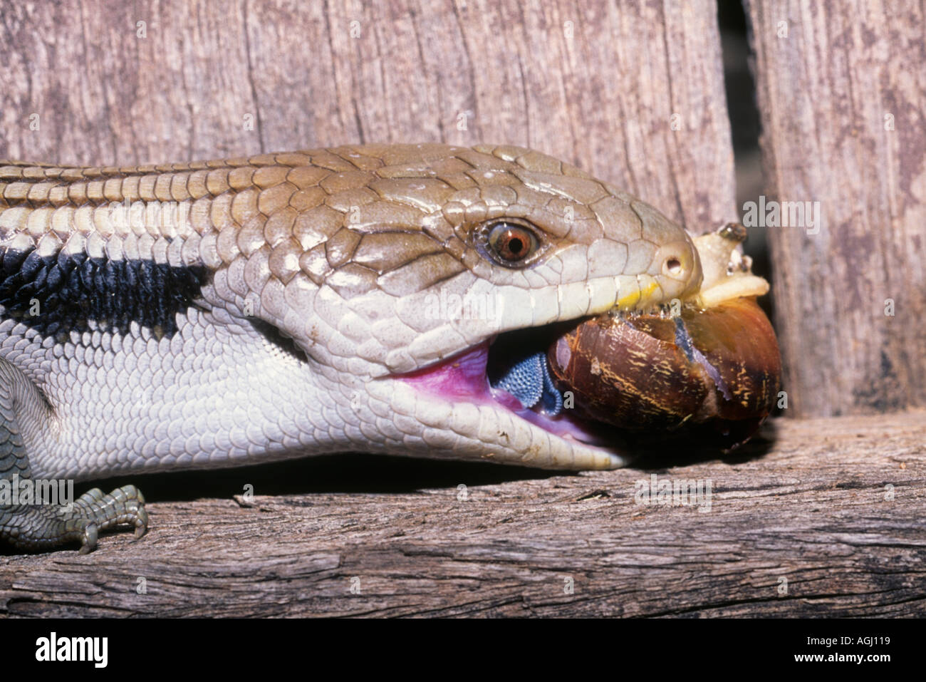 L'est un lézard langue bleue, Tiliqua scincoides scincoides, manger un escargot. Ils sont le plus grand membre de la famille scinque. Banque D'Images