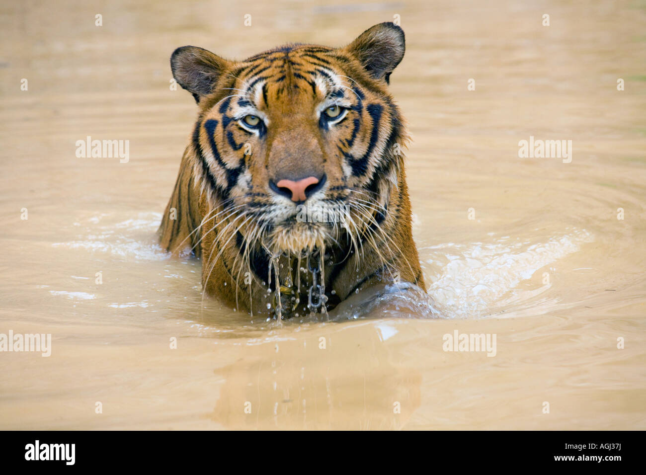 Tigre de bain indo-chinois au temple du tigre de Kanchanaburi; animaux captifs utilisés dans le programme de reproduction et comme une attraction touristique coûteuse, la Thaïlande Banque D'Images