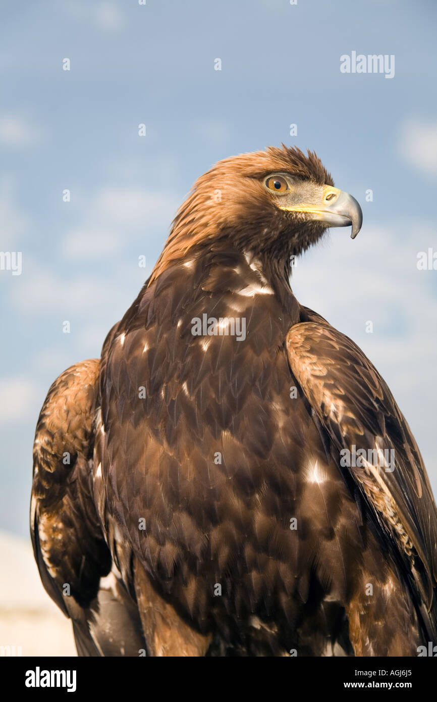 Close -up head shot of Golden Eagle Banque D'Images