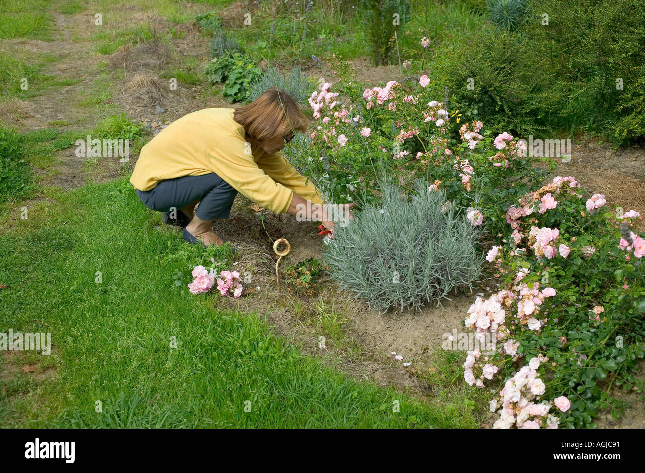 WOMAN PRUNING ROSEBUSH BRETAGNE FRANCE M. PARUTION MODÈLE Banque D'Images