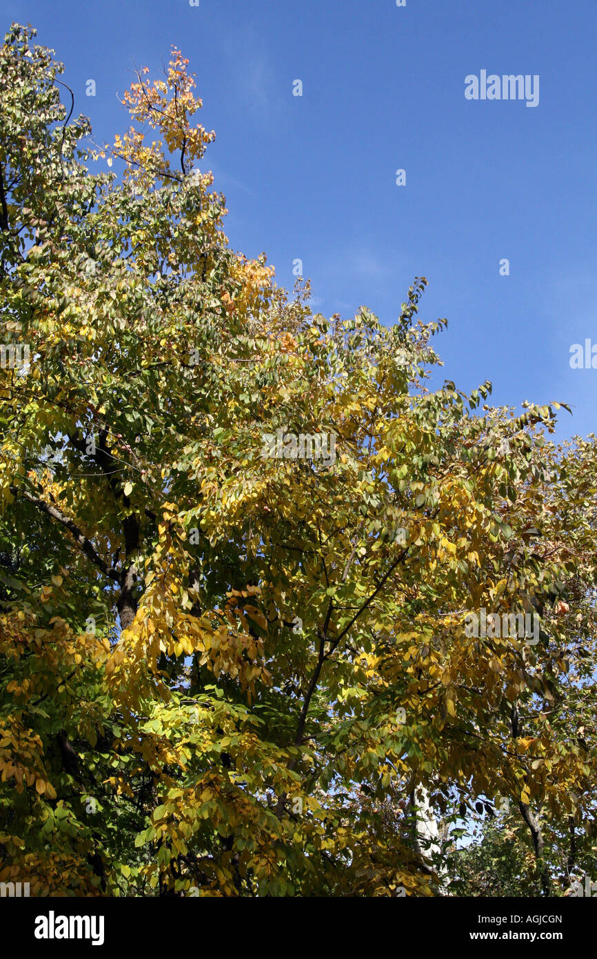 L'automne et des couleurs lumineuses amène à sycomores dans le nord de la Californie Banque D'Images