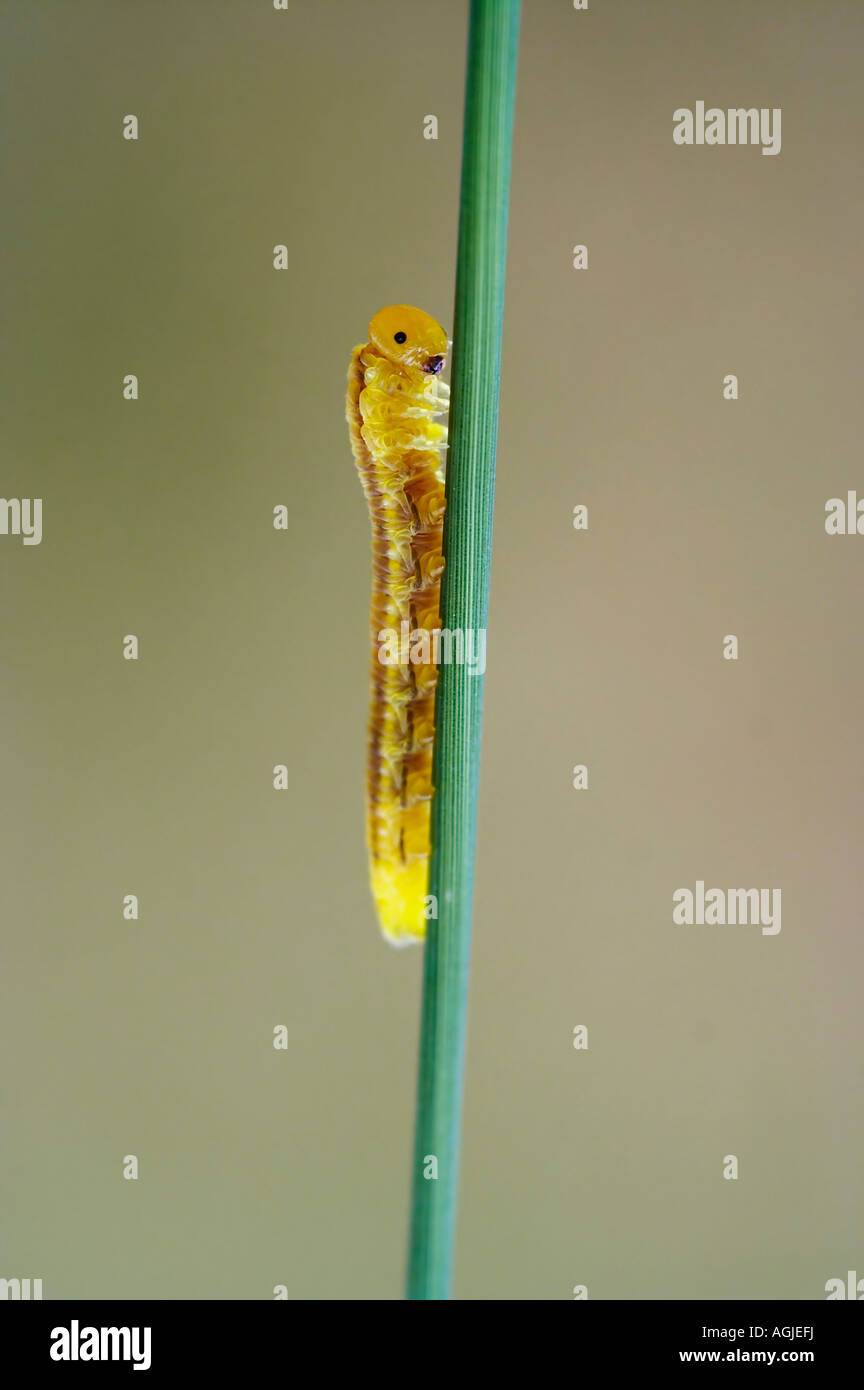 Caterpillar - vers le haut sur le brin d'herbe Banque D'Images