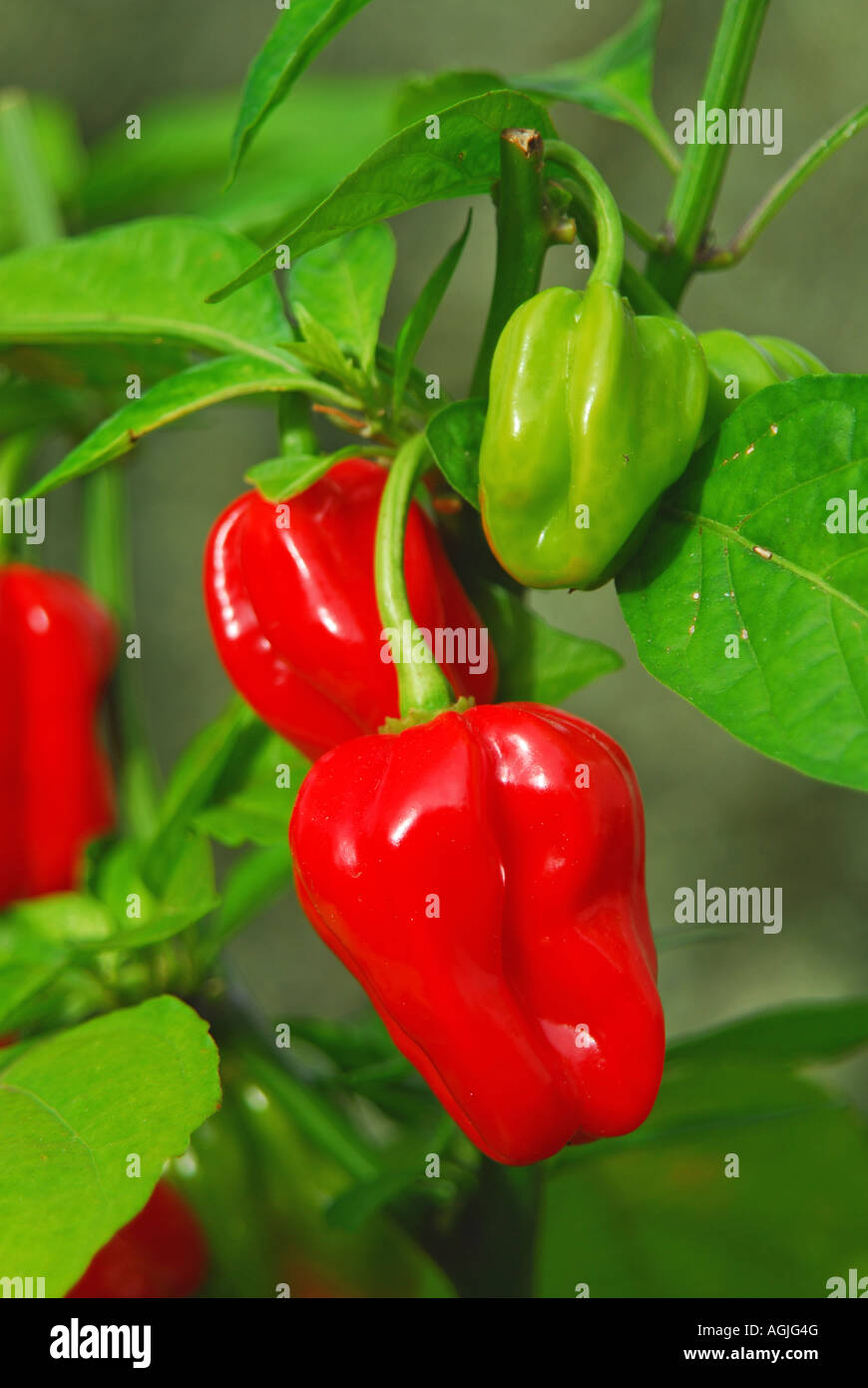 Piment Habanero (Capsicum chinense) poussant sur une plante au Royaume-Uni. Banque D'Images