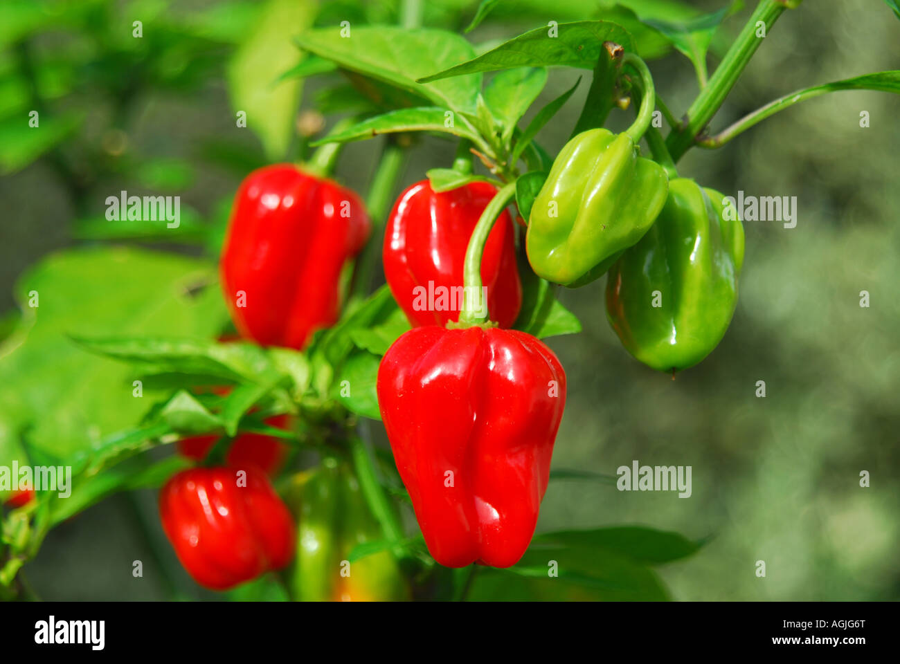 Piment Habanero (Capsicum chinense) poussant sur une plante au Royaume-Uni. Banque D'Images