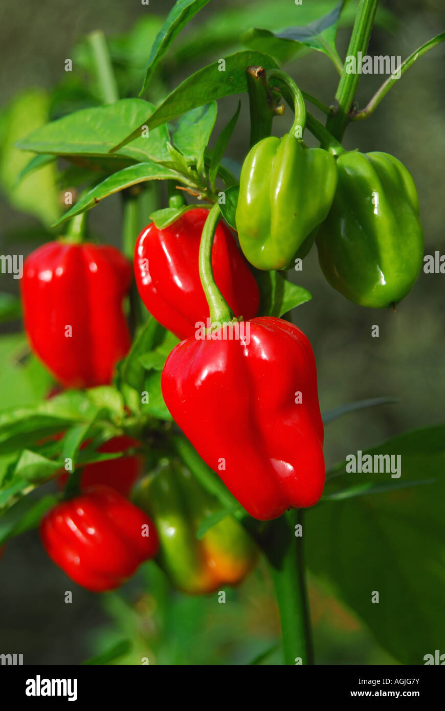 Piment Habanero (Capsicum chinense) croissant sur un buisson dans UK Banque D'Images