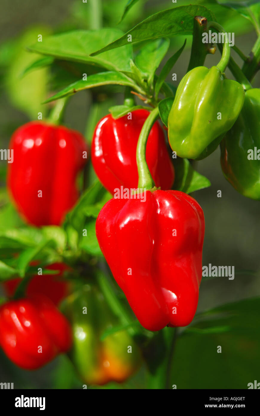 Piment Habanero (Capsicum chinense) poussant sur une plante au Royaume-Uni. Banque D'Images