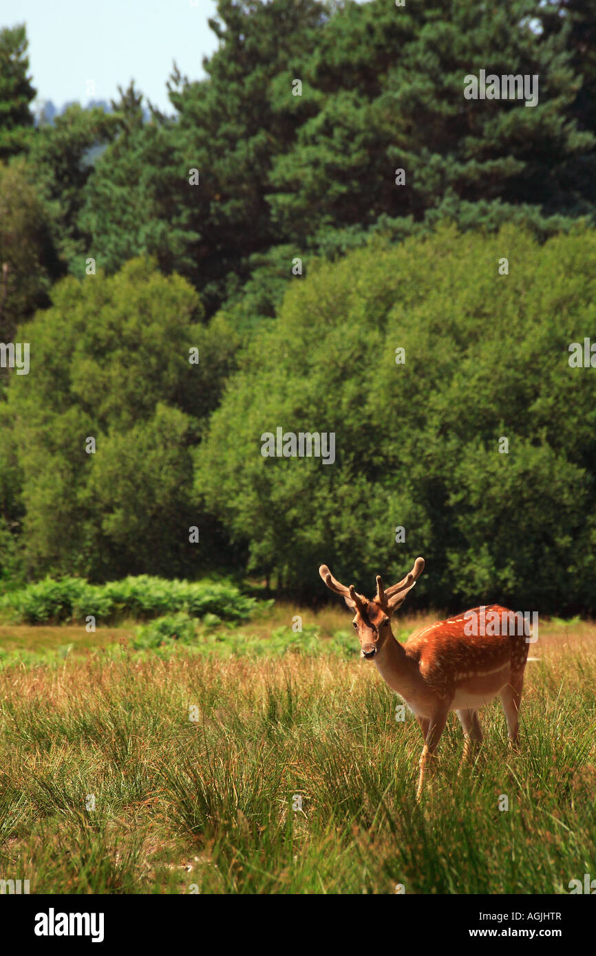 Cerfs dans la forêt de Bolderwood New Hampshire Angleterre Banque D'Images