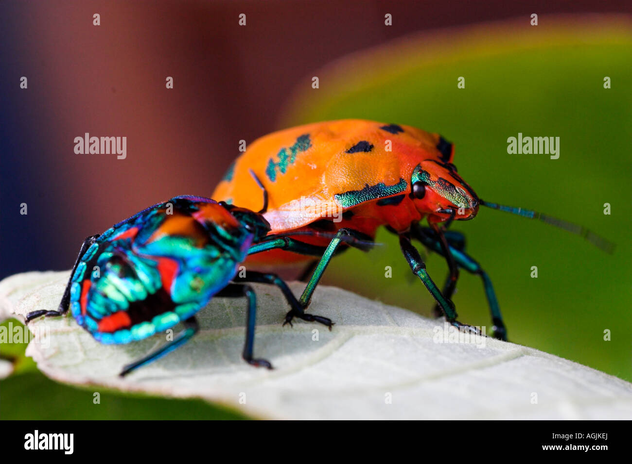 Insectes arlequin Banque de photographies et d’images à haute ...