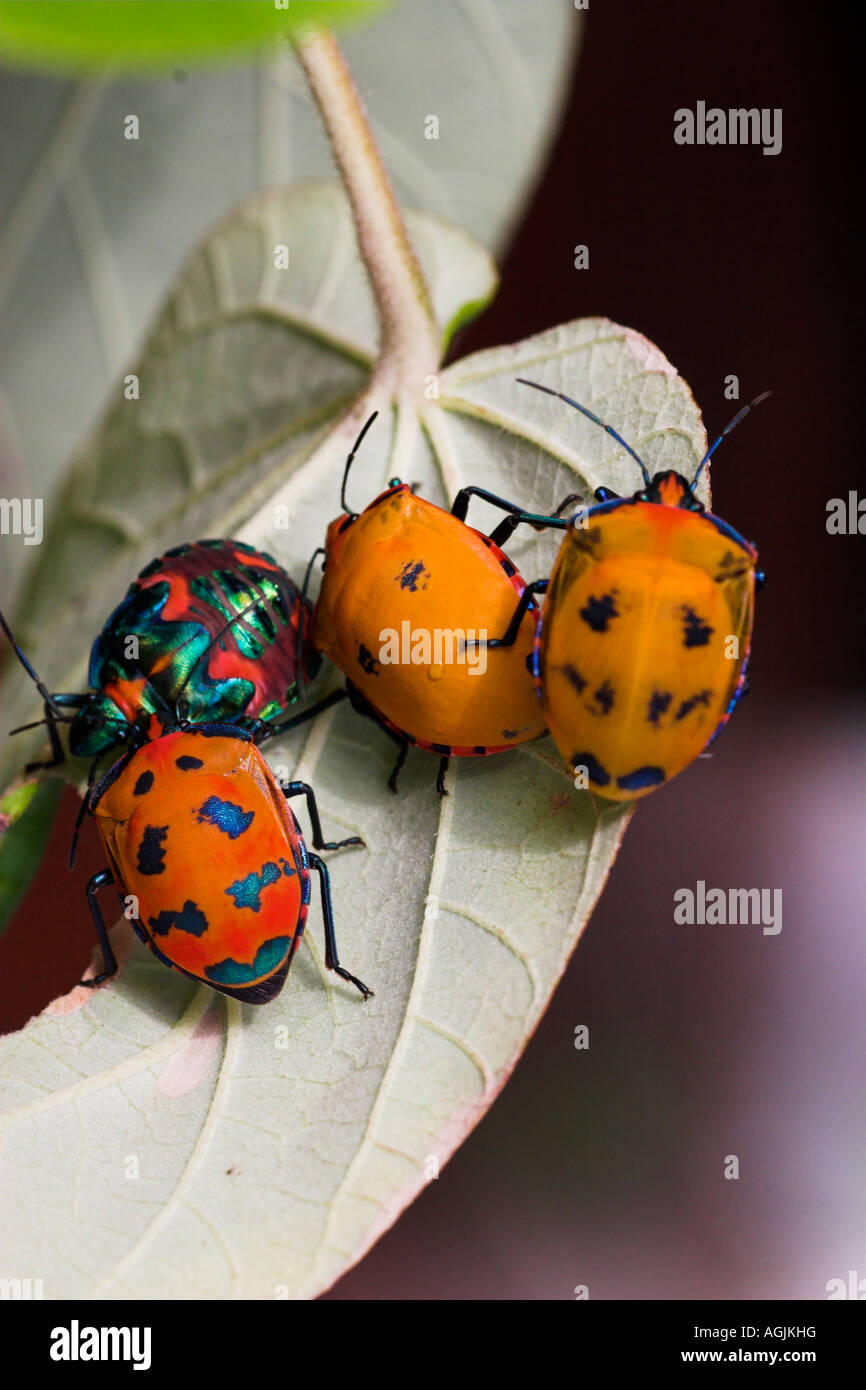 Insectes arlequin Banque de photographies et d’images à haute ...