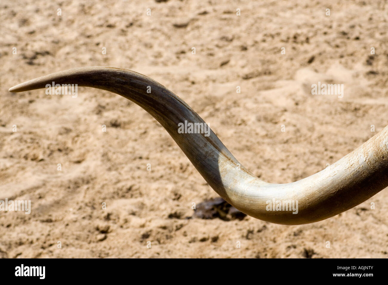 Texas Longhorn, détail Banque D'Images