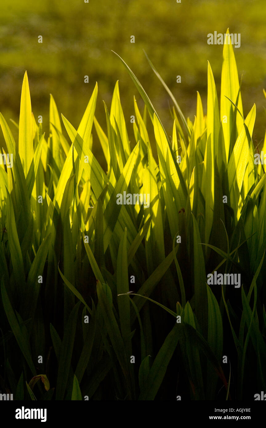 Herbes éclairées par la lumière du soleil de fin d'après-midi de l'Oregon, USA, Amérique du Nord Banque D'Images