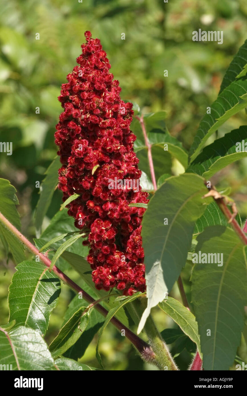 Arbre à fleurs Staghorn Sumac Berry Anacardiaceae Rhus typhina arbre de brousse d'en haut fond flou personne ne se rapproche haute résolution Banque D'Images