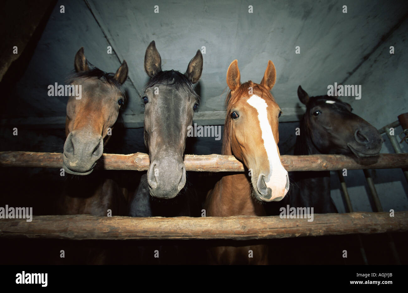 Quatre chevaux dans une étable Banque D'Images