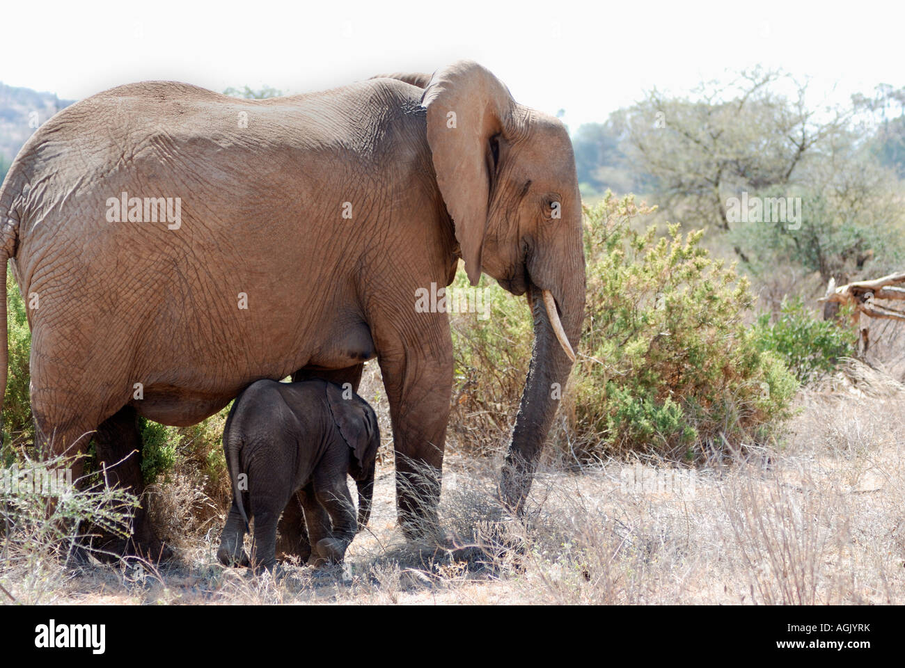 L'éléphant femelle avec un très jeune veau de la réserve nationale de Samburu, Kenya Afrique de l'Est Banque D'Images