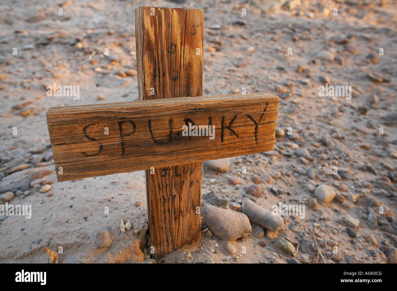 Animaux de cimetière près de la remorque de Sleepy Hollow Park sur la réserve indienne de Andrade Californie Quechan Banque D'Images
