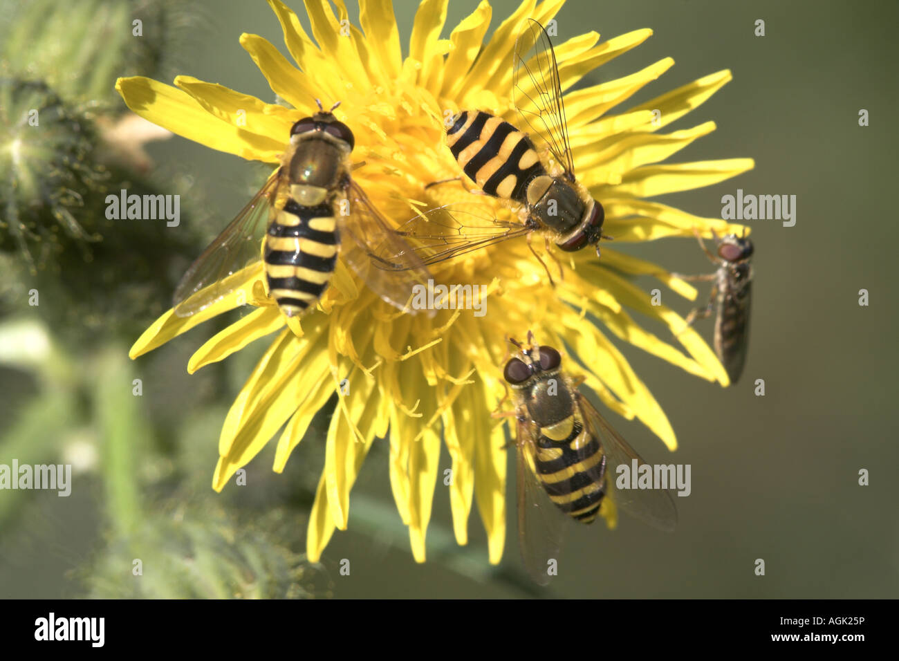 Hoverfly Syrphus vitripennis trois adultes se nourrissent d'une fleur laiteron des champs de maïs, Potteric Carr Nature Reserve Banque D'Images