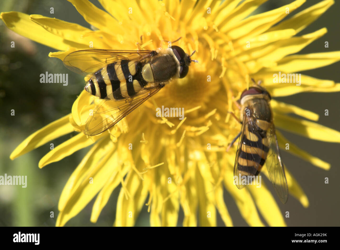 Hoverfly Syrphus vitripennis deux adultes se nourrissent d'une fleur laiteron des champs de maïs, Potteric Carr Nature Reserve Banque D'Images