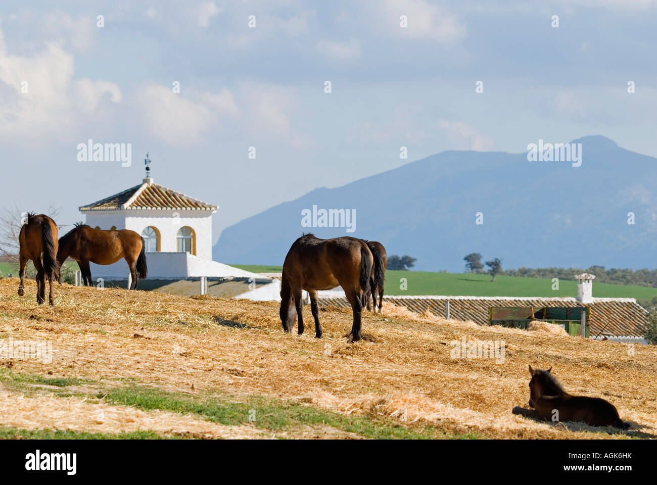 Le pâturage des chevaux andalous Banque D'Images