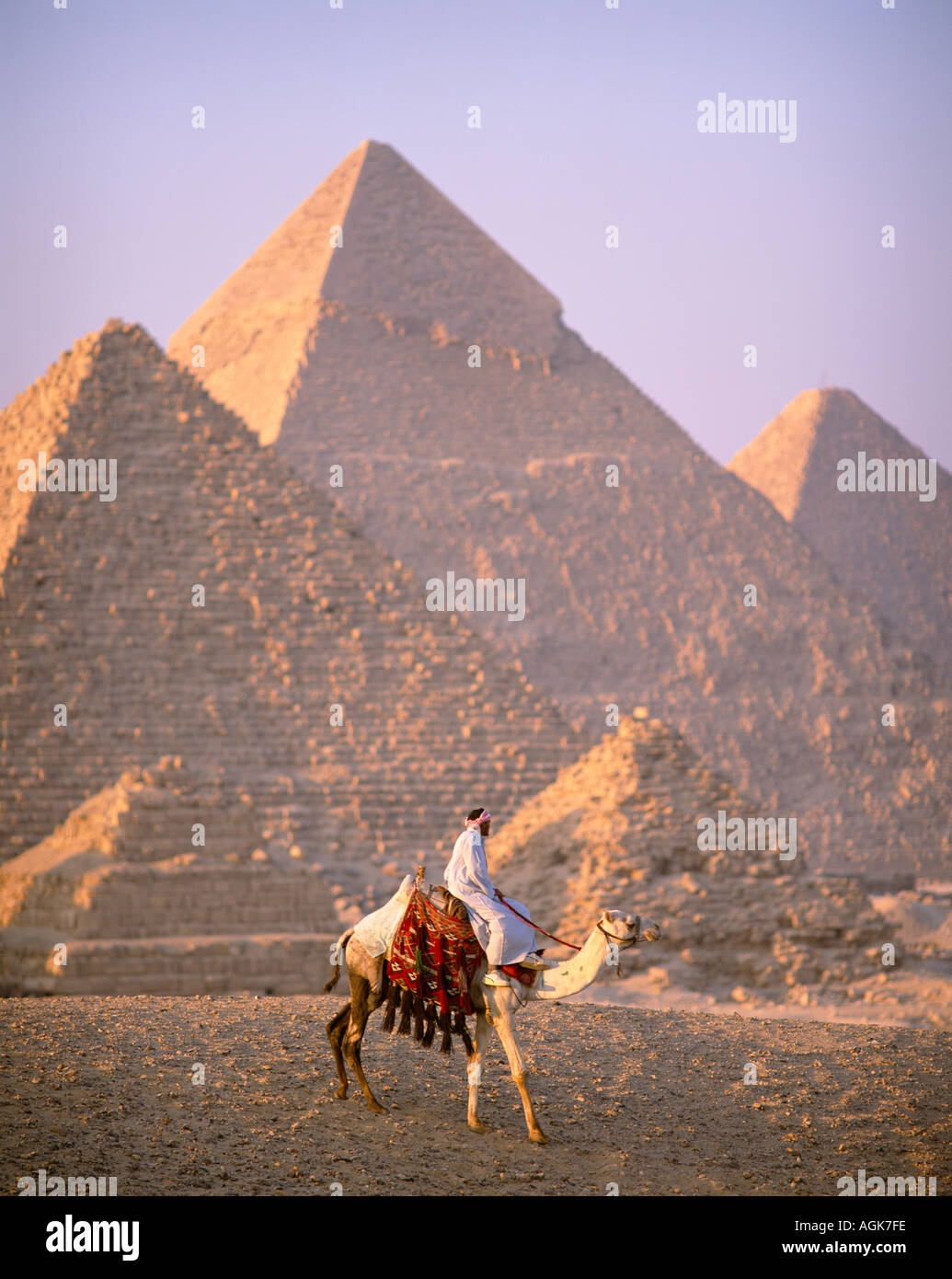 Les chameaux et pyramides Gizeh Egypte Banque D'Images