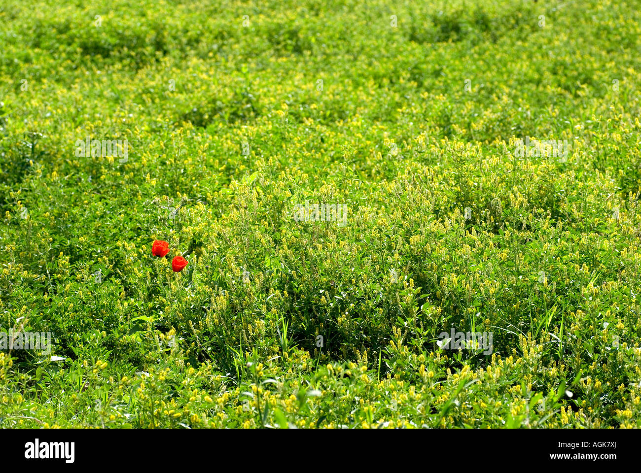 Israël Anémone rouge coronaria Anémone Coquelicot poussant dans un champ au printemps 2007 Banque D'Images