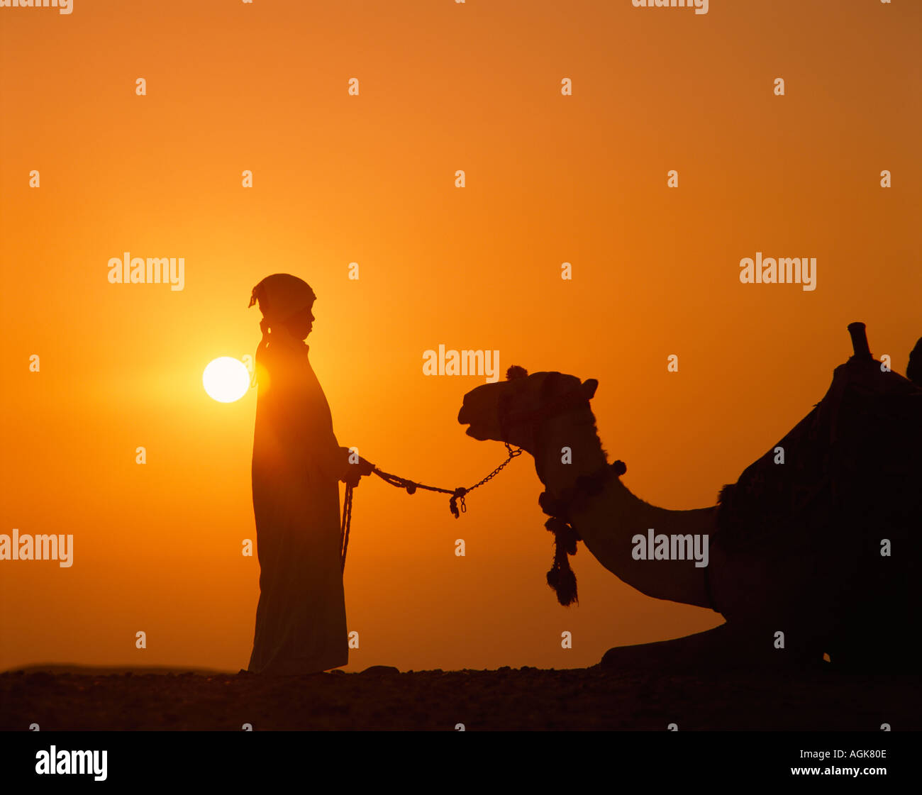 Camel et rider au coucher du soleil l'Égypte Banque D'Images