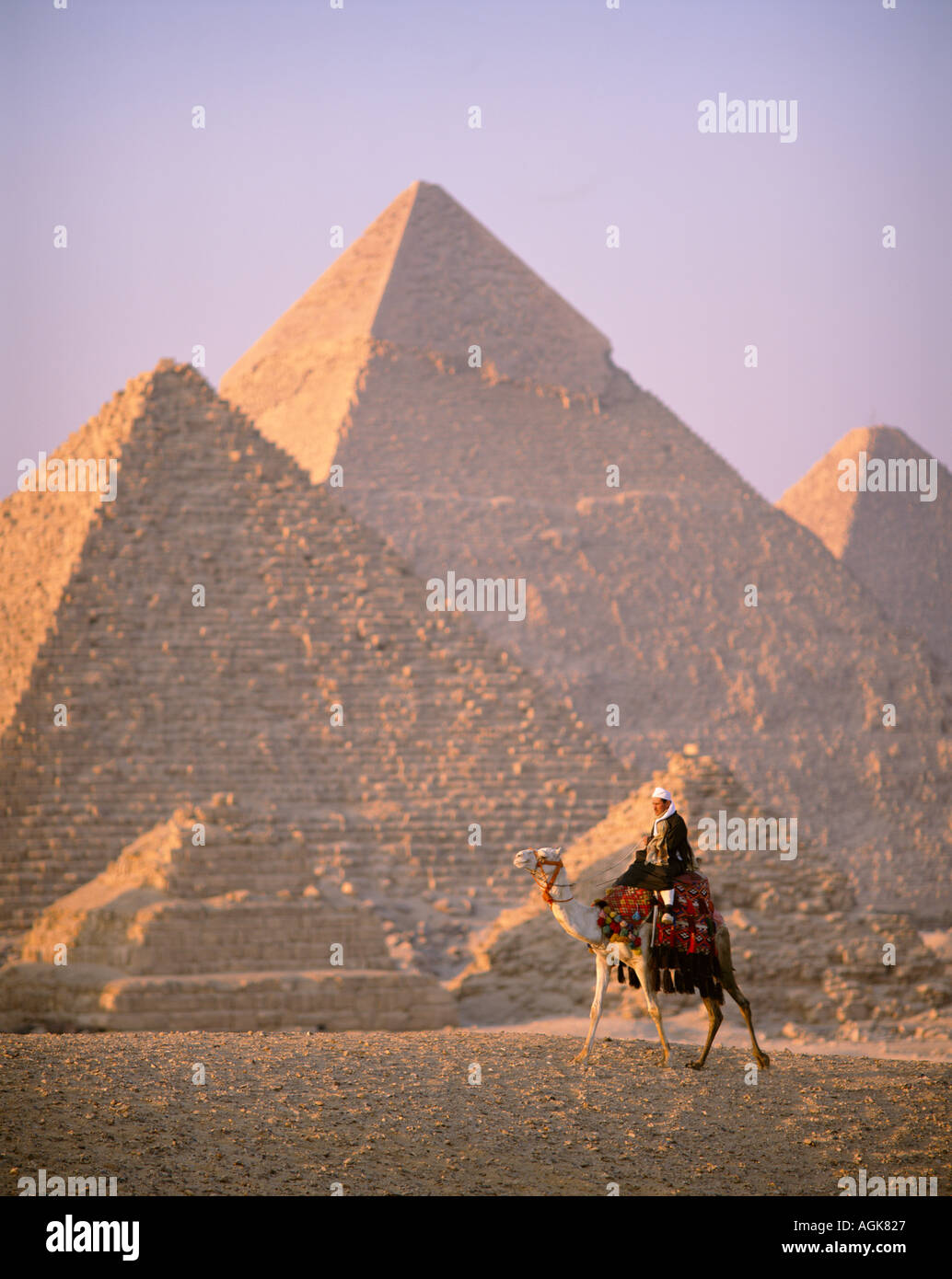 Les chameaux et pyramides Gizeh Le Caire Egypte Banque D'Images