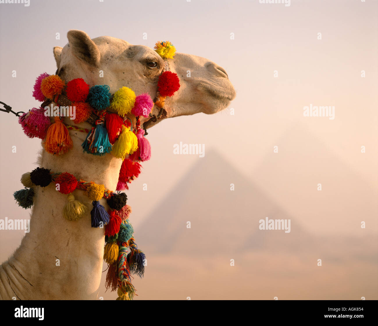 Les chameaux et pyramides Gizeh Le Caire Egypte Banque D'Images