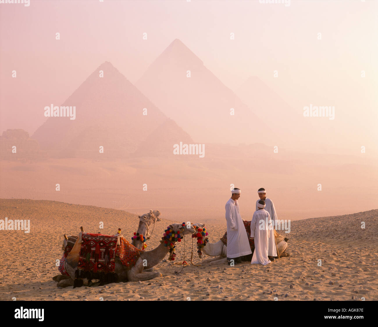 Les chameaux et pyramides Gizeh Le Caire Egypte Banque D'Images