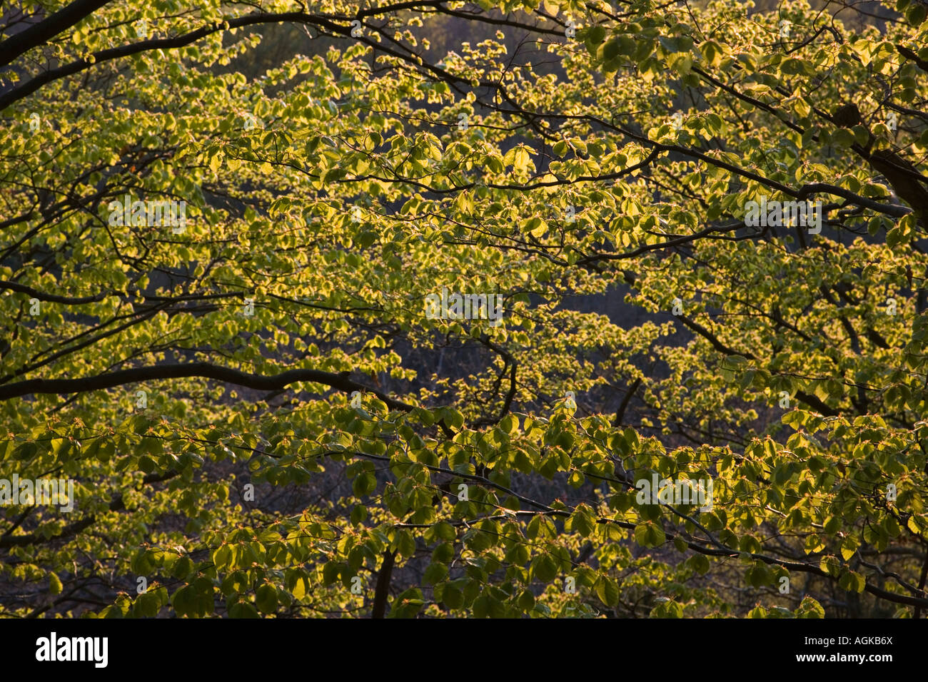 Le parc national de Stenshuvud Suède forêt de hêtres au printemps Mai 2007 Banque D'Images