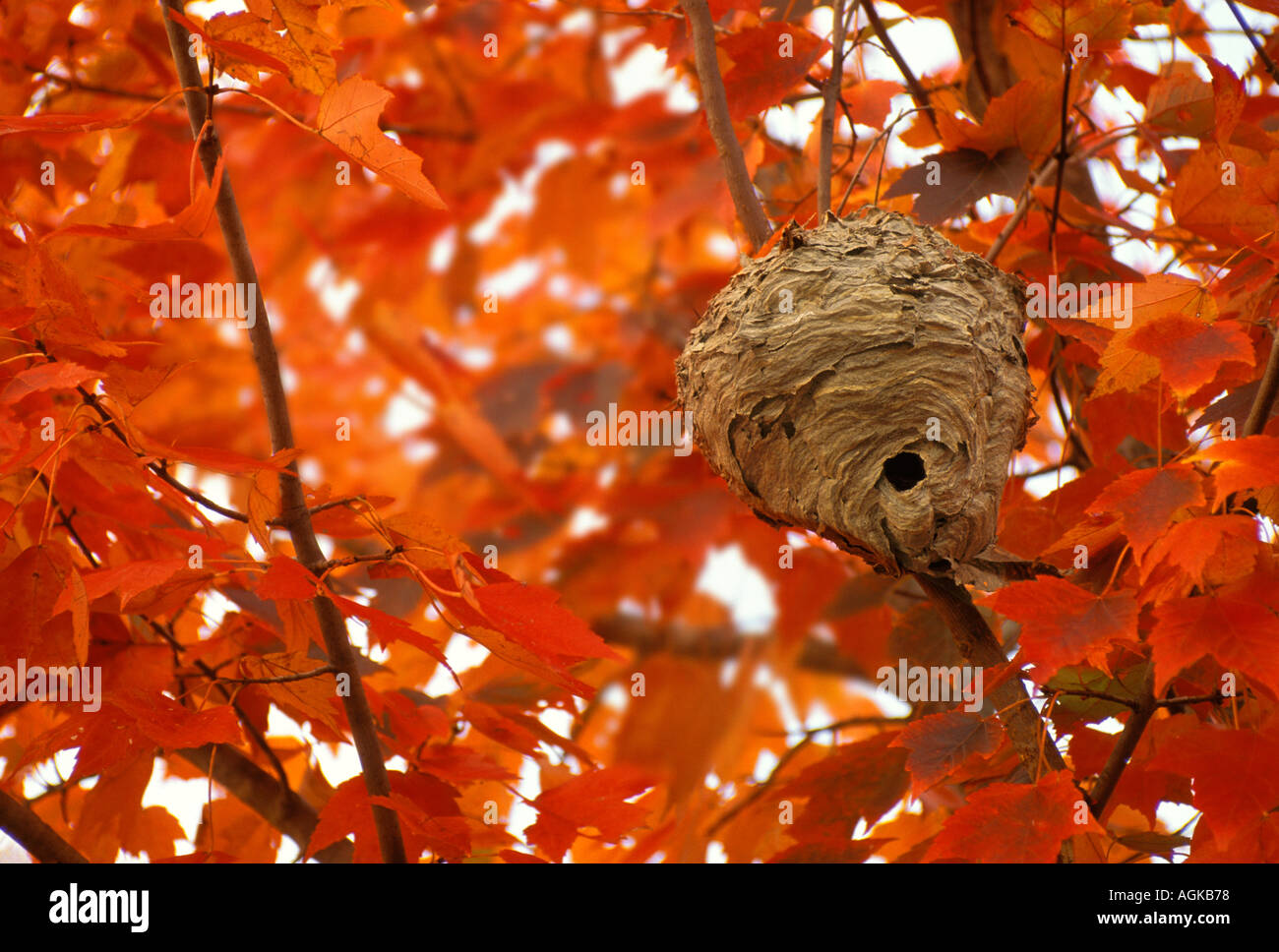 Face à tête Hornet (Dolichovespula maculata) ou nid de guêpes jaunes papier de pâte de bois en érable avec la couleur de l'automne, nous Missouri Banque D'Images