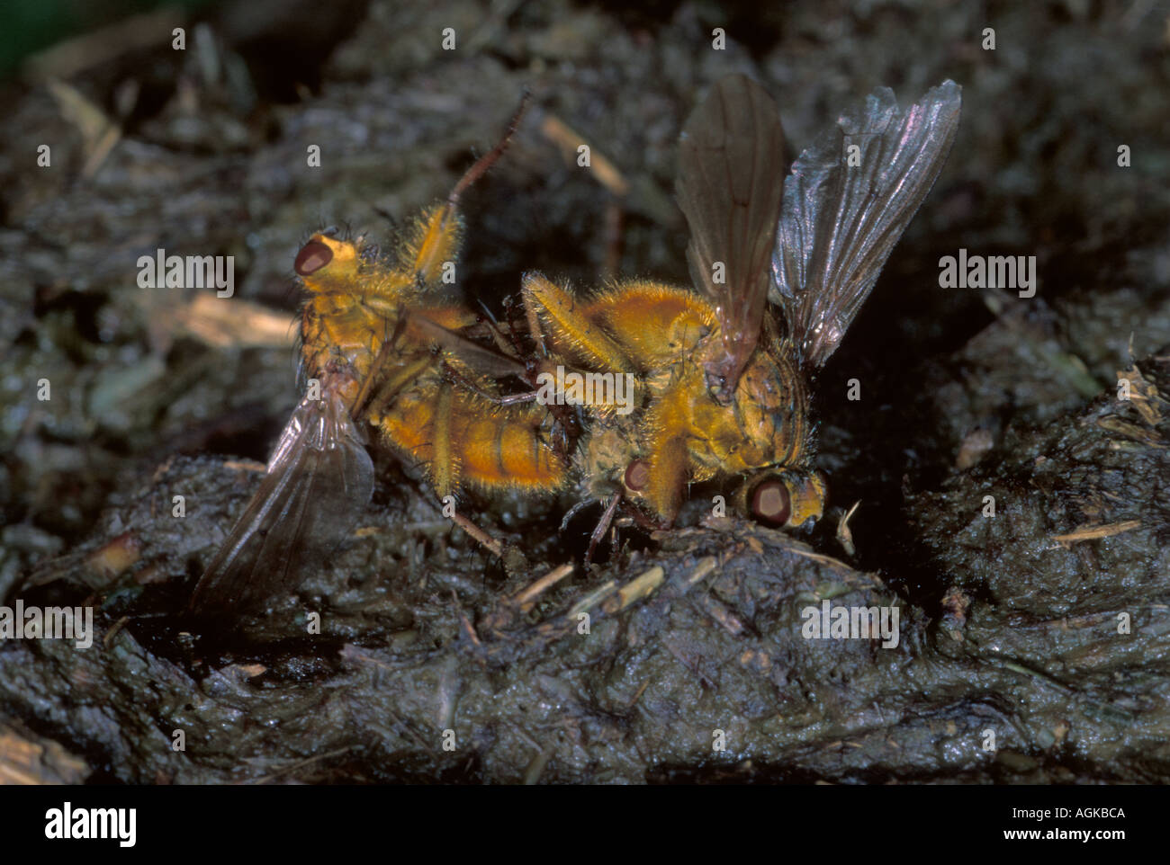 La Bouse jaune-mouches, Scathophaga stercoraria. Sur la bouse. Deux mâles qui se battent pour une femme Banque D'Images