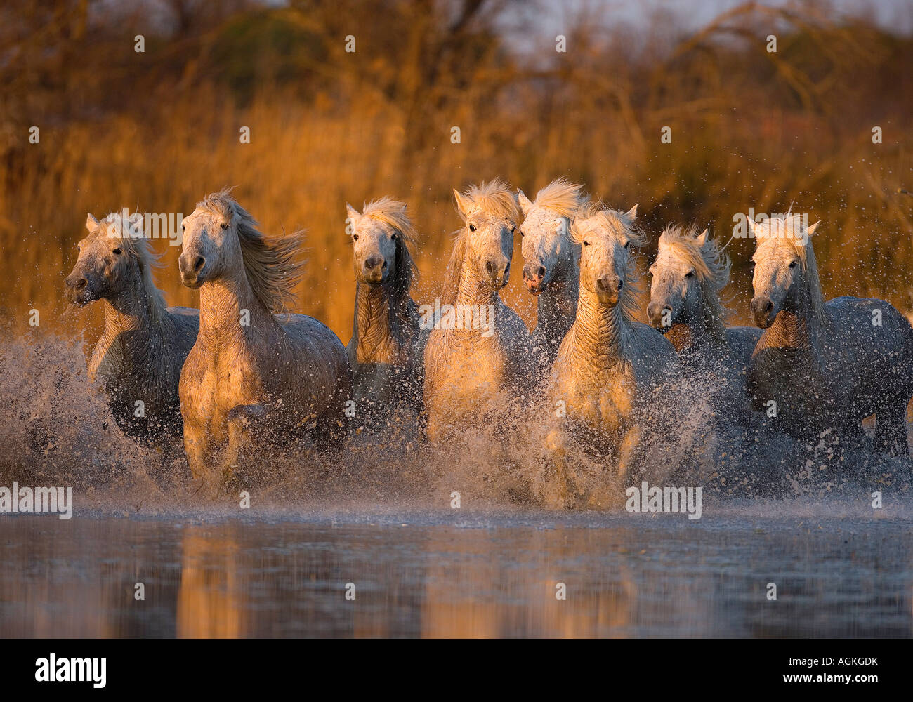 France, Provence. De chevaux blancs qui traversent l'eau. Banque D'Images