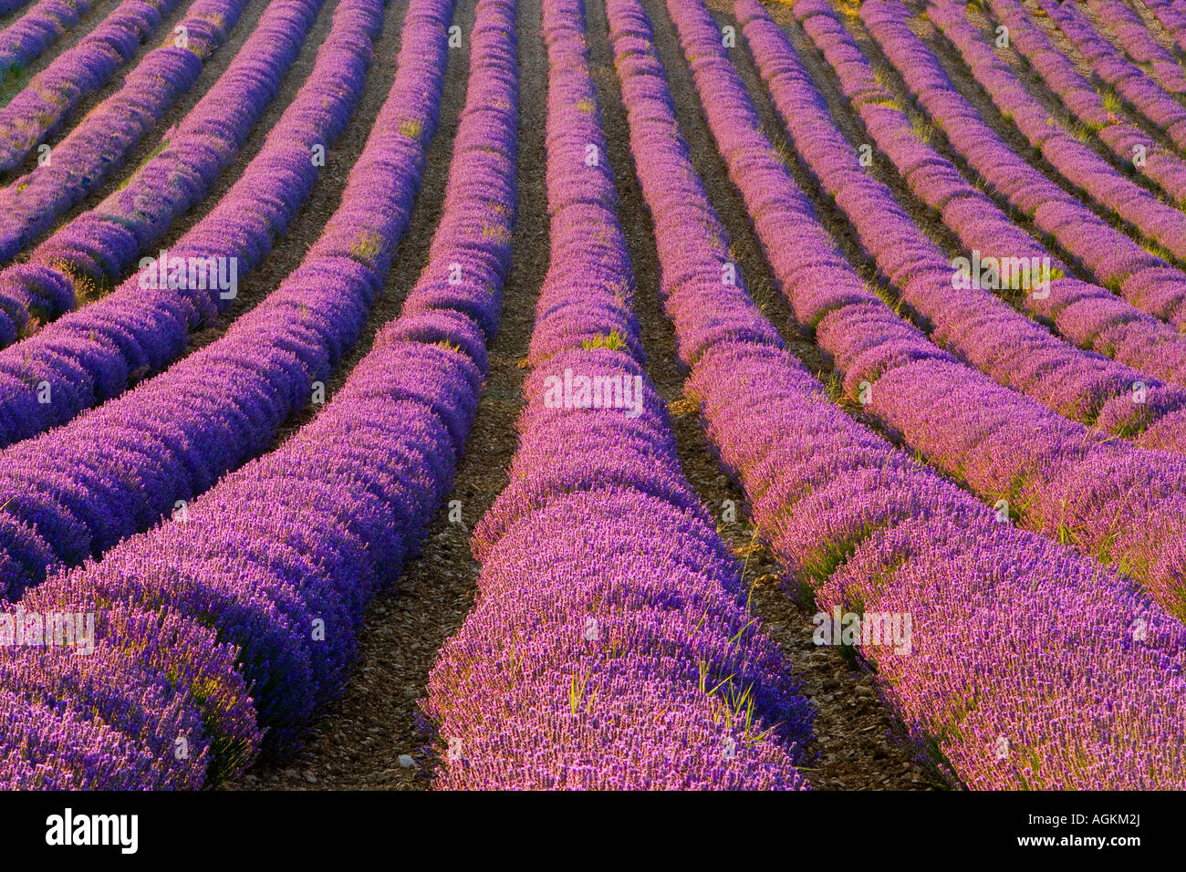 France, région de la Provence. Rangées de façon ordonnée la lavande. Banque D'Images