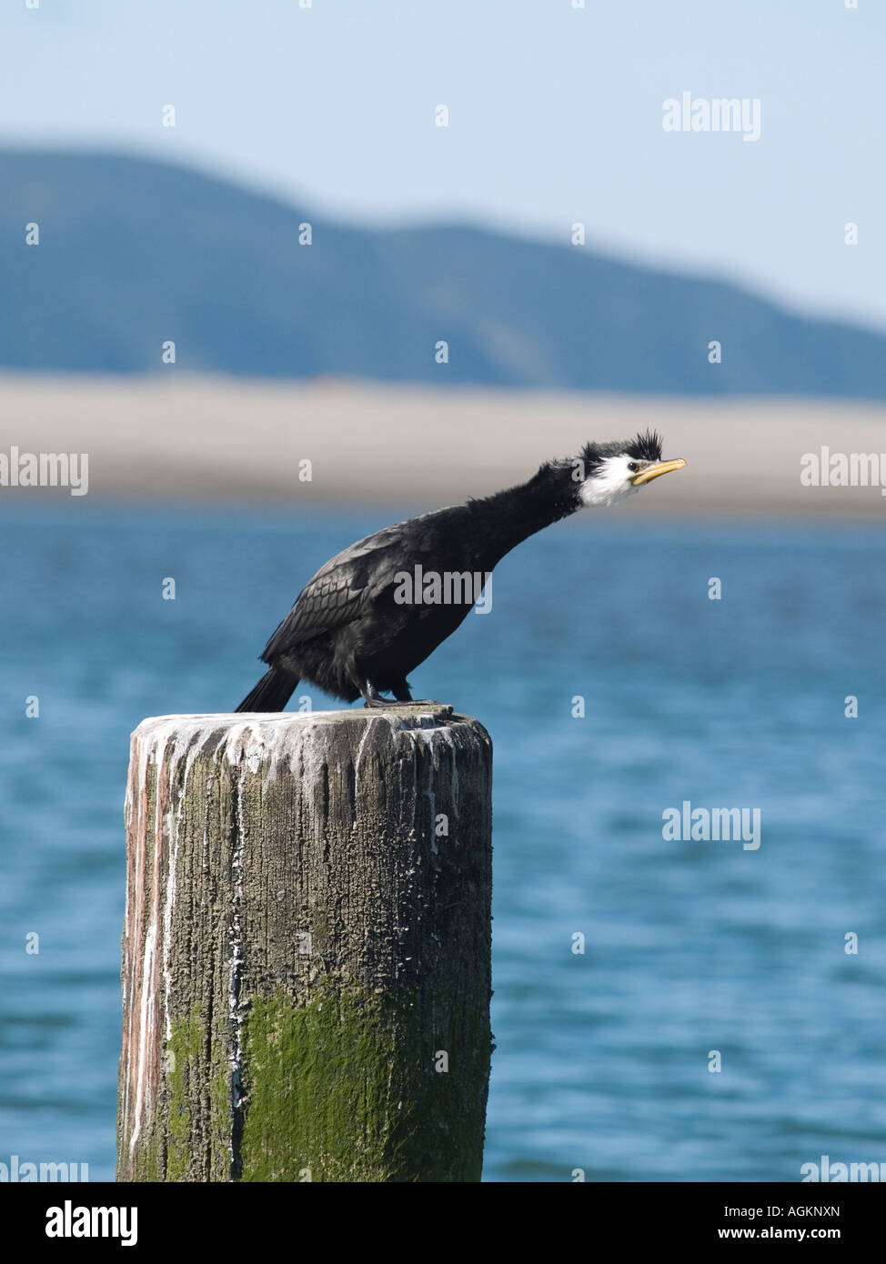 Cormoran ou héron cendré shag Phalacrocorax noir assis sur un post par la mer, avec le cou tendu Banque D'Images