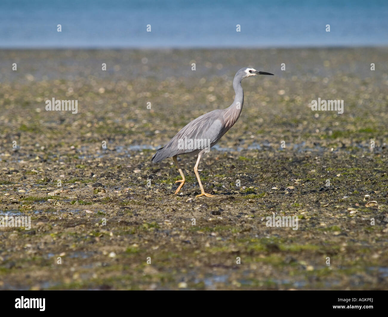 Heron Ardea novaehollandiae White face à Pauatahanui des zones humides de l'estuaire Banque D'Images