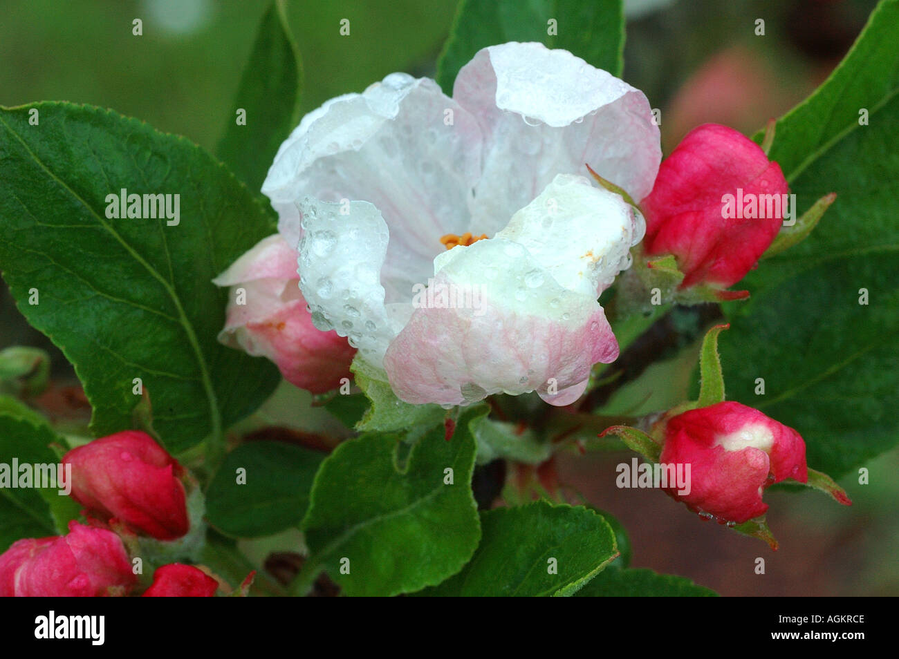 Apple Blossom bud Banque D'Images