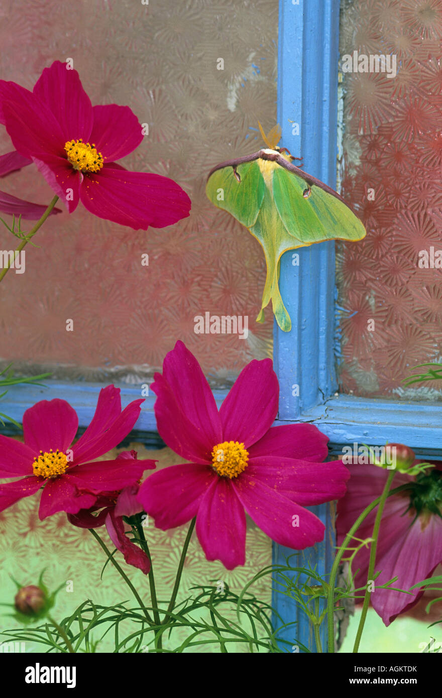 Luna Moth sur vieille Fenêtre avec Cosmos. Banque D'Images