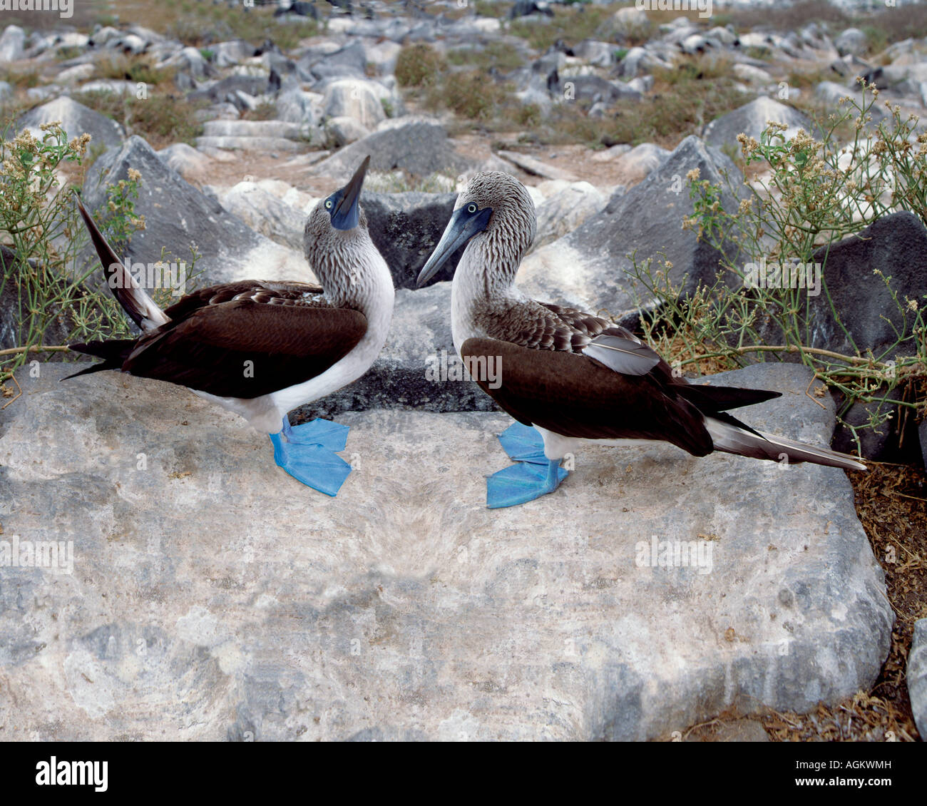 L'Amérique du Sud, l'Équateur, Îles Galápagos. Blue-footed boobies dans skypointing afficher. Banque D'Images
