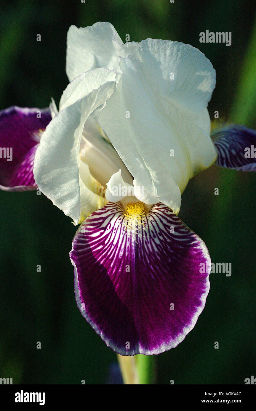 Iris violet et blanc Banque D'Images